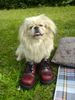 Pekingese Hund