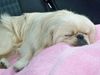 Pekingese Hund