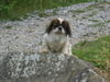 Pekingese Hund