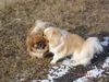 Pekingese Hund