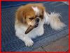 Pekingese Hund