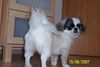 Pekingese Hund