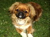 Pekingese Hund