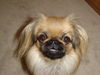 Pekingese Hund