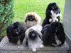 Pekingese Hund