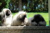 Pekingese Hund