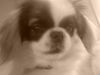 Pekingese Hund