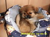 Pekingese Hund