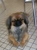 Pekingese Hund