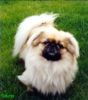 Pekingese Hund