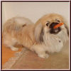 Pekingese Hund