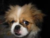 Pekingese Hund