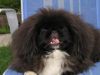 Pekingese Hund