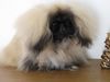 Pekingese Hund