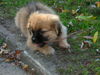 Pekingese Hund