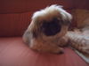 Pekingese Hund