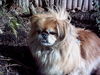 Pekingese Hund