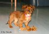 Pekingese Hund