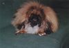 Pekingese Hund