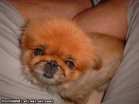 Pekingese Sarah