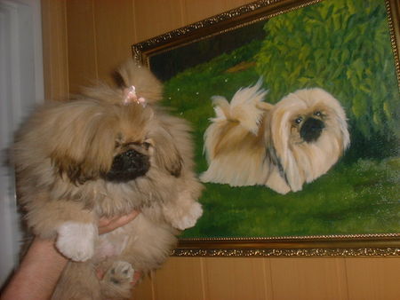 Pekingese Of Empress Tzu - Shi