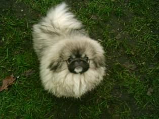 Pekingese Pekingesenrüde Zentis