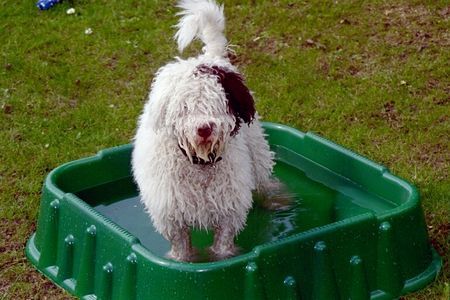 Perro de Agua Espanol Fanjo 5 Monate alt