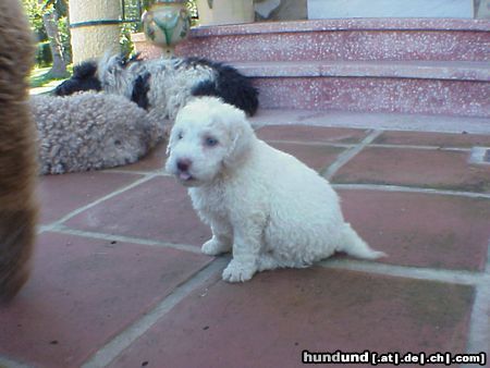 Perro de Agua Espanol LEONIE