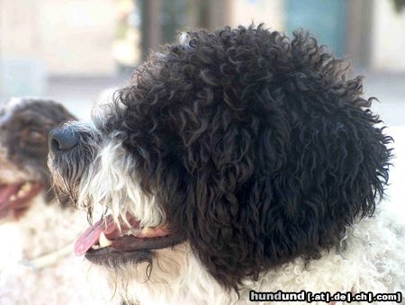 Perro de Agua Espanol (Musol: Ch Moucad de Ubrique x Cuba del Toro Antiguo)