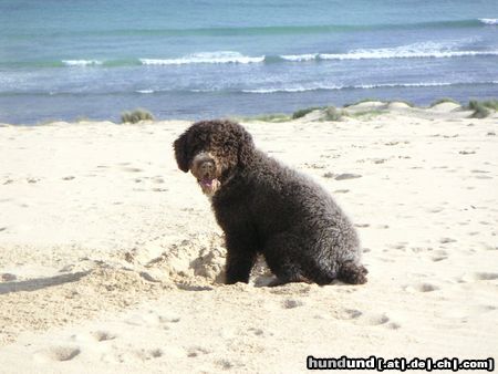 Perro de Agua Espanol Carquiñon in Tarifa