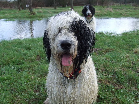 Perro de Agua Espanol Oso und Perro