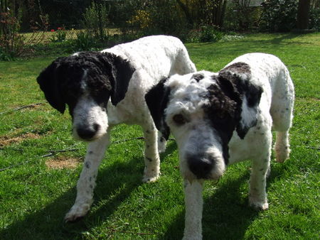 Perro de Agua Espanol Perro und Oso frisch gestylt