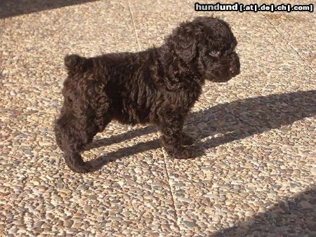 Perro de Agua Espanol Dardo de La Voz de su Amo