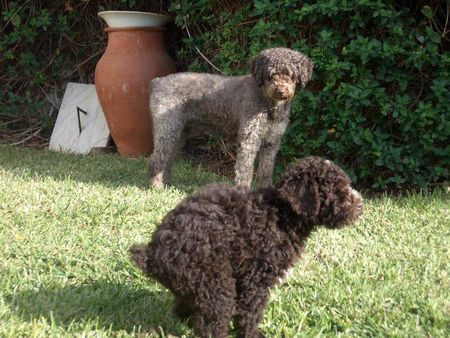 Perro de Agua Espanol Dolmen von Oliva und Oliva