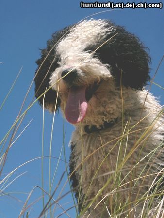 Perro de Agua Espanol Gino in Andalusien