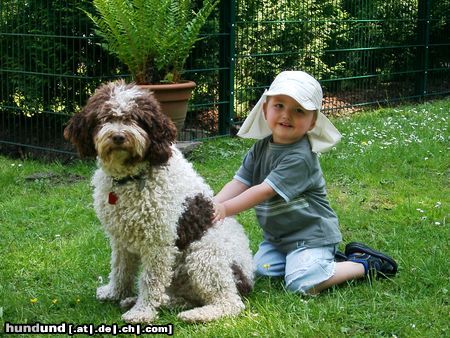 Perro de Agua Espanol Timo & Rasta