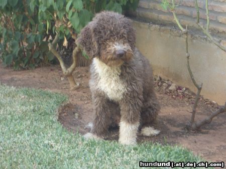 Perro de Agua Espanol Jícara von Oliva