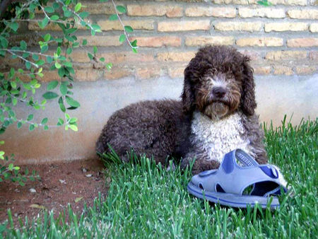 Perro de Agua Espanol Jícara