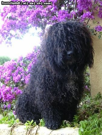 Perro de Agua Espanol Kale de la Solera Fina