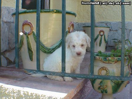 Perro de Agua Espanol LEONIE