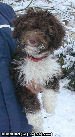 Perro de Agua Espanol unsere Rasta