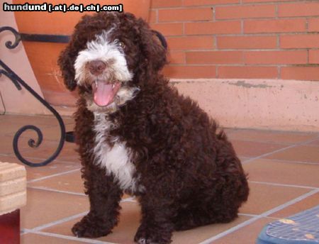 Perro de Agua Espanol Taranto von Jícara von Oliva