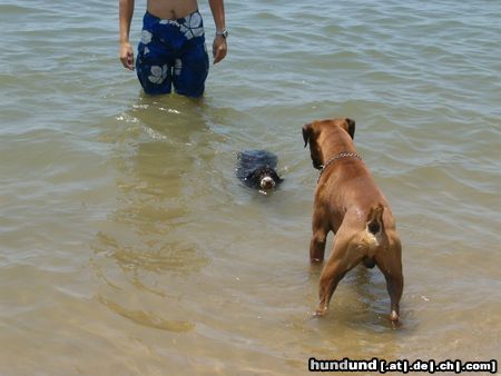 Perro de Agua Espanol Taranto y Lupo