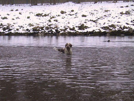 Perro de Agua Espanol jacinto bundessieger V1 ausstellung stuttgart 2005