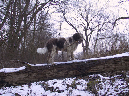 Perro de Agua Espanol jacinto bundessieger V1 ausstellung stuttgart 2005