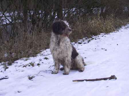 Perro de Agua Espanol jacinto bundessieger V1 ausstellung stuttgart 2005