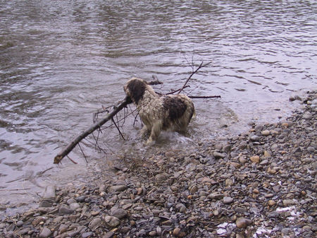 Perro de Agua Espanol jacinto bundessieger V1 ausstellung stuttgart 2005