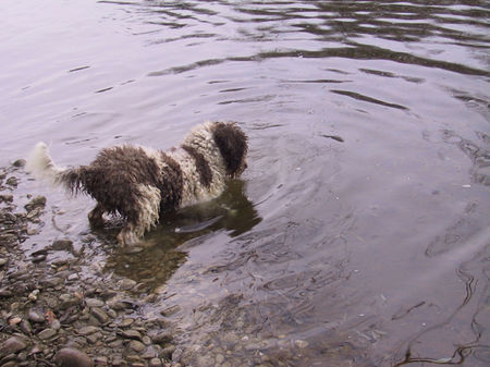 Perro de Agua Espanol jacinto bundessieger V1 ausstellung stuttgart 2005