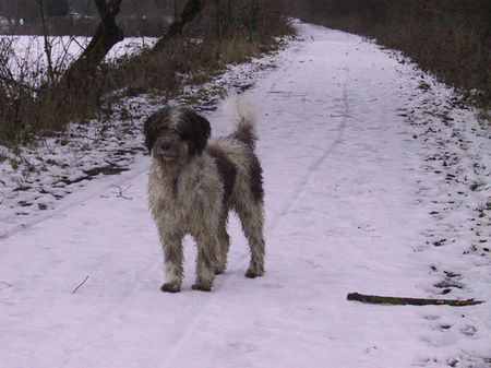 Perro de Agua Espanol jacinto bundessieger V1 ausstellung stuttgart 2005