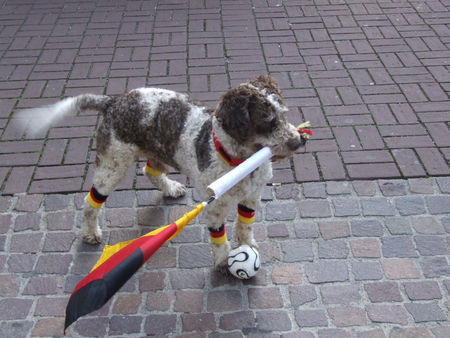 Perro de Agua Espanol deutschlands knuffigster fan